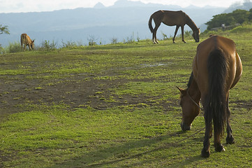 Image showing Brown Horse