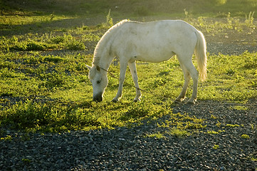 Image showing White Horse