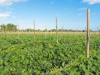 Image showing Vegetable Farm