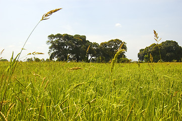 Image showing Weed on Ricefield