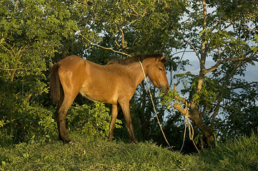 Image showing Poor Horse