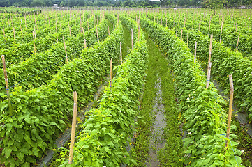 Image showing Vegetable Farm