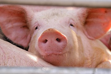 Image showing Swine