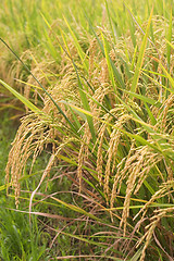 Image showing Rice Stalks