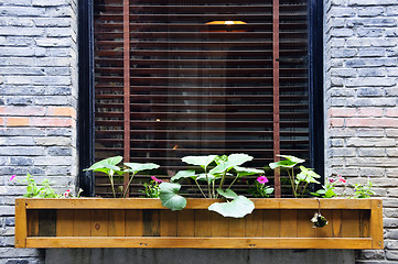 Image showing Wooden flower box in window