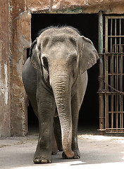 Image showing Zoo Elephant