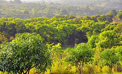 Image showing Mango Orchard