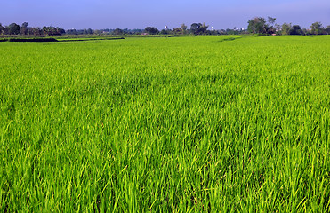 Image showing Ricefield