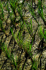 Image showing Ricefield