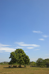 Image showing Cows in shade