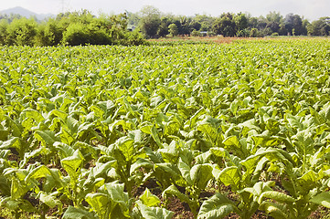 Image showing Tobacco Plantation