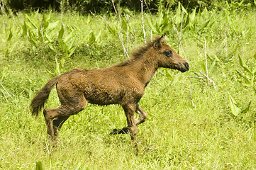 Image showing Foal