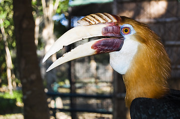 Image showing Hornbill