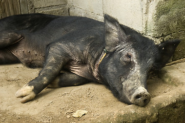 Image showing Black Pig Resting