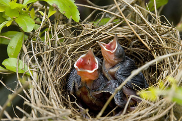 Image showing Baby Birds