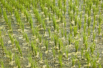 Image showing Rice Paddy