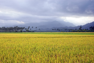 Image showing Ricefield