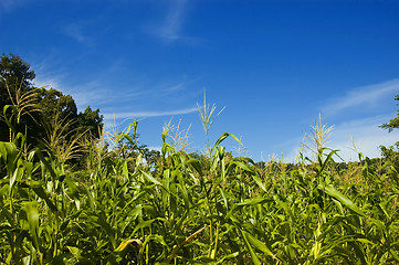 Image showing Corn Plantation