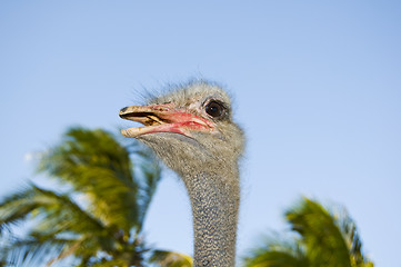 Image showing Ostrich