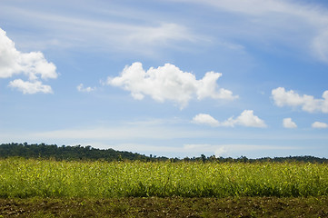 Image showing Corn Crop