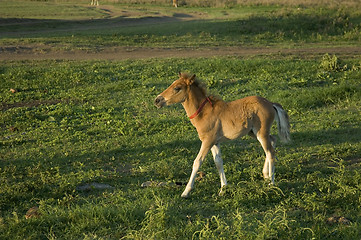 Image showing Foal