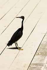 Image showing Heron