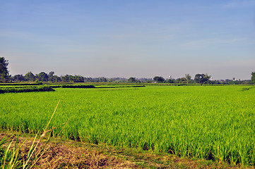 Image showing Ricefield