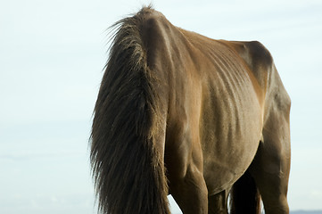 Image showing Brown Horse