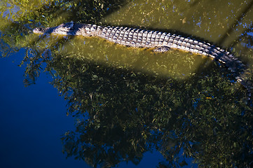 Image showing Crocodile