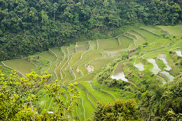 Image showing Rice Paddies