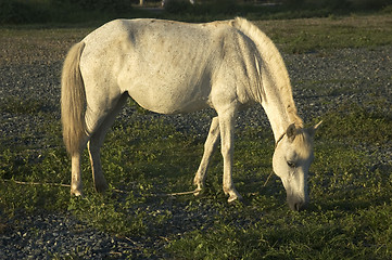 Image showing White Horse