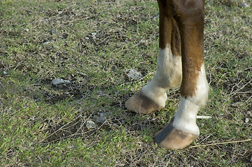 Image showing Brown Horse