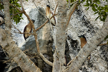 Image showing Night Heron