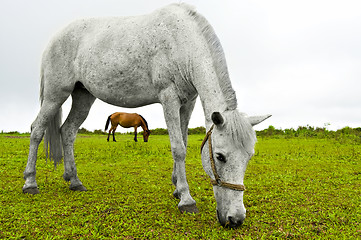 Image showing White Horse