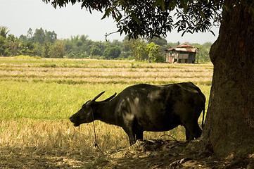 Image showing Carabao