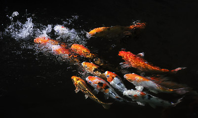 Image showing Koi Fish