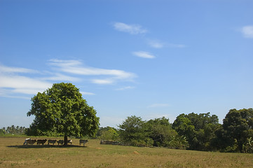 Image showing Cows in the shade