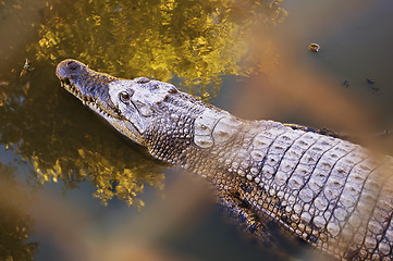 Image showing Crocodile