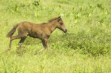 Image showing Foal