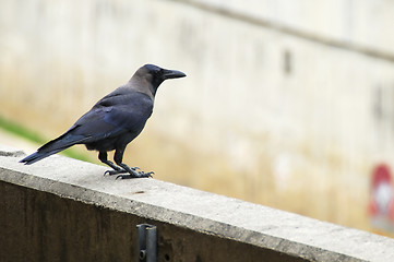 Image showing Crow