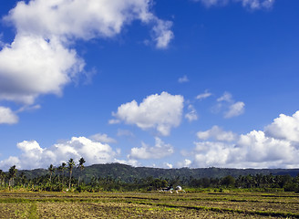 Image showing Ricefield