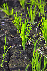 Image showing Ricefield