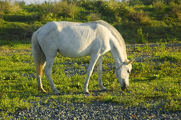 Image showing White Horse