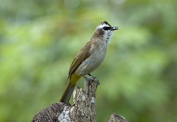 Image showing Bird