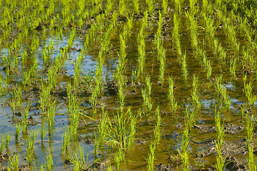 Image showing Rice Paddy