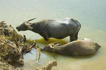 Image showing Water Buffalo