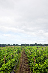 Image showing Vegetable Farm