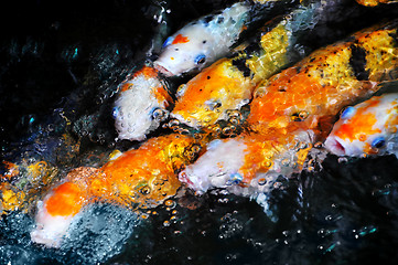 Image showing Koi Fish