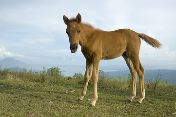 Image showing Foal