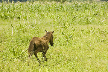 Image showing Foal